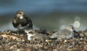 Kentish plover (Charadrius alexandrinus) sanderling (Calidris alba) and, turnstone (Arenaria interpres) at Oropos lagoon