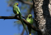 Ring-necked parakeets (Psittacula krameri) at Tritsis park (Athens)