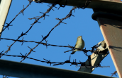 Chiffchaff at barbed wire