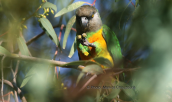 Senegal parrot (Poicephalus senegalus) at Tritsis park (Athens)