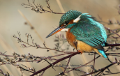 Kingfisher (Alcedo atthis) at Tritsis park (Athens