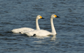 Bewicks swans (Cygnus columbianus) at Evros delta