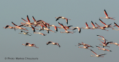 A cloud of greater flamingos at Evros delta