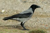 Hooded crow (Corvus corone) at Oropos(Attica)