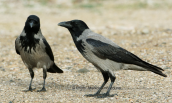 Hooded crows (Corvus corone) at Oropos(Attica)