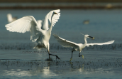 Great white egret runs after a little egret that has caught a crab