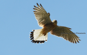 Kestrel (Falco tinnunculus) at Dystos at Evia island