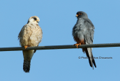 Red-footed falcons (Falco vespertinus) at Dystos at Evia island