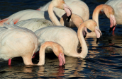 Greater flamingos at Evros delta