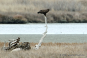 Greater spotted eagle at Evros delta