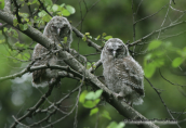 Tawny owl-youngs