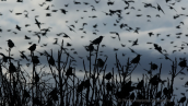 Starlings (Sturnus vulgaris) at Inofita (Attica