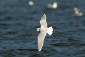 Little gull (Larus minutus) at Schinias (Attica)