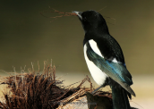 Magpie (Pica pica) collecting materials for its nest