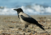 Hooded crow at Oropos lagoon
