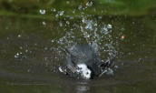 White wagtail (motacilla alba) takes a bath