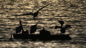 Pelicans at Kerkini lake