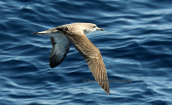 Cory's shearwater (Calonectris diomedea)