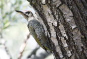 Green woodpecker (Picus viridis) at Prespa lakes
