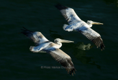 Dalmatian pelicans (Pelecanus crispus) at Prespa lakes