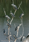 A flock of night herons resting on a tree