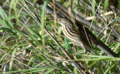 Little bittern (Ixobrychus minutus) at Tritsis park
