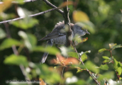 Barred warbler