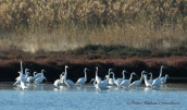 Great white egrets (Egretta alba) at Oropos lagoon