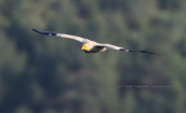 Egyptian vulture (Neophron percnopterus) at Dadia forest