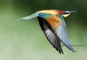Bee-eater (Merops apiaster) at Evros delta