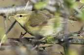 Willow Warbler  (Phylloscopus trochilus) has lost its tail.Photo from Parnitha mountain
