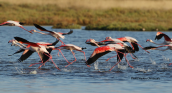Greater flamingos (Phoenicopterus ruber) at Oropos lagoon