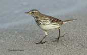 Water pipit (Anthus spinoletta) at Oropos lagoon