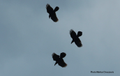 Ravens (Corvus corax) at Parnitha mountain