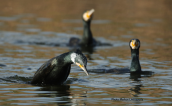 Cormorants at Tritsis park