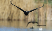 Cormorant at Tritsis park