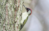 Green woodpecker (Picus viridis) at Kerkini (Macedonia)