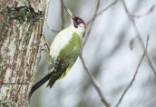Green woodpecker (Picus viridis) at Kerkini (Macedonia)