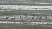 Lesser White-fronted Gooses (Anser erythropus) at Kerkini lake