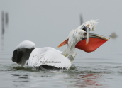 Dalmatian pelicans fighting at Kerkini lake