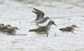 Wood sandpiper on the back of ruff