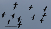 A flock of glossy ibis (Plegadis falcinellus) at Schinias wetlands