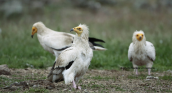 Egyptian vultures (Neophron percnopterus) at Dadia forest