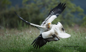 Egyptian vultures fighting at Dadia forest