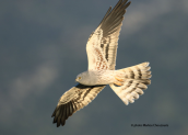 Montagu's Harrier  at Dystos lake