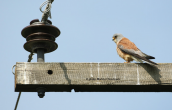 Lesser Kestrel (Falco naumanni) at