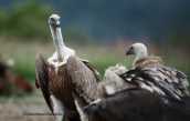 Griffon vultures (Gyps fulvus) at Dadia forest