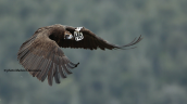 Black vulture at Dadia forest