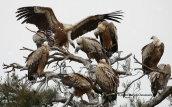 Griffon vultures (Gyps fulvus) at Dadia forest