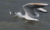 Slender-billed gull (Chroicocephalus genei) at Oropos lagoon